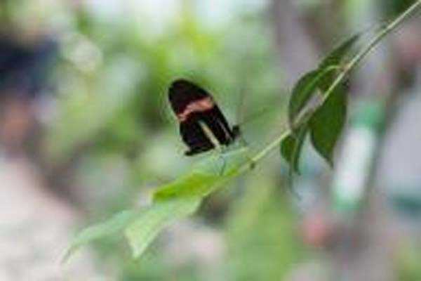उप्र : गोरखपुर में जल्द सजेगा तितलियों का रंग-बिरंगा संसार उप्र : गोरखपुर में जल्द सजेगा तितलियों का रंग-बिरंगा संसार